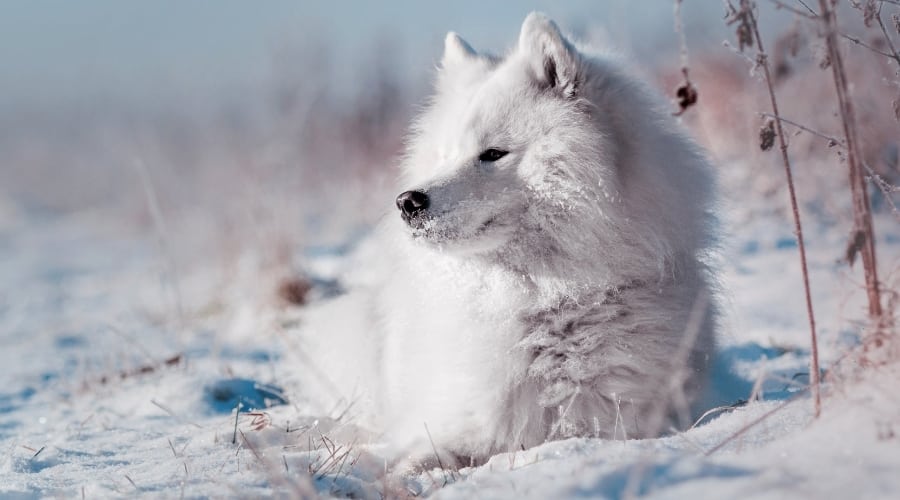Samoyed Resting in Snow