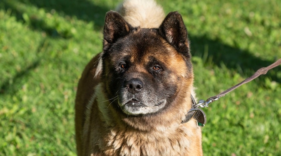 Sanshu Inu