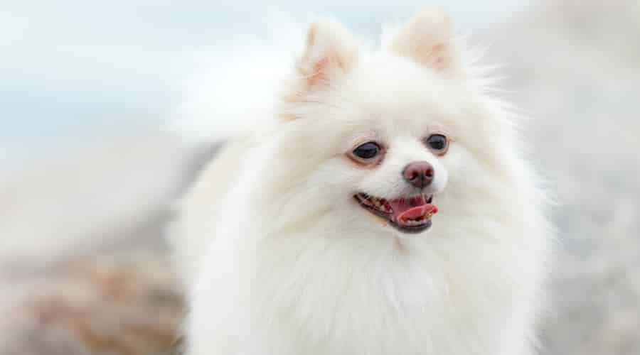 Smiling Pom on Beach