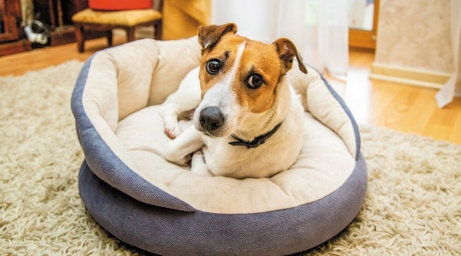Scared Dog in a Dog Bed