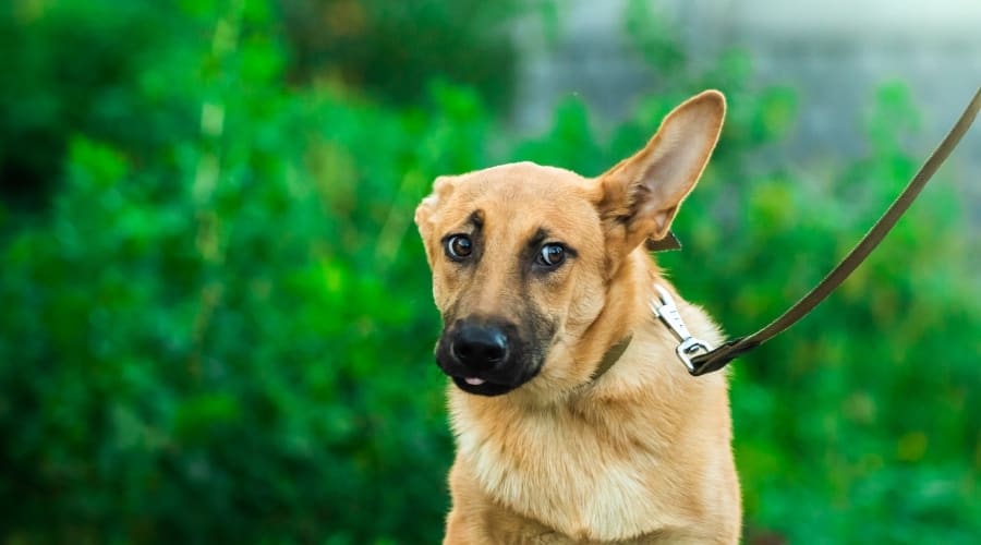 Dog with one ear up on a leash.