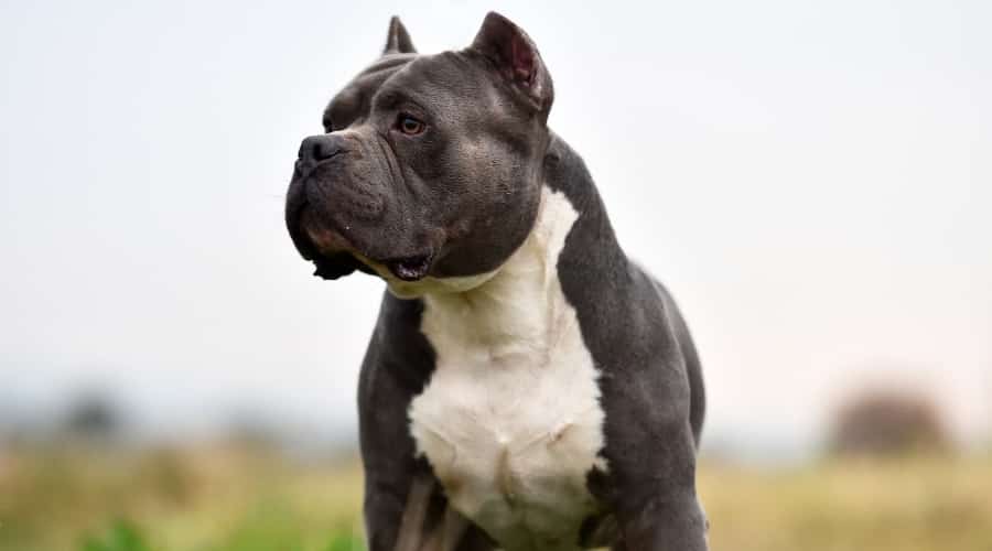 Scary Blue American Bully