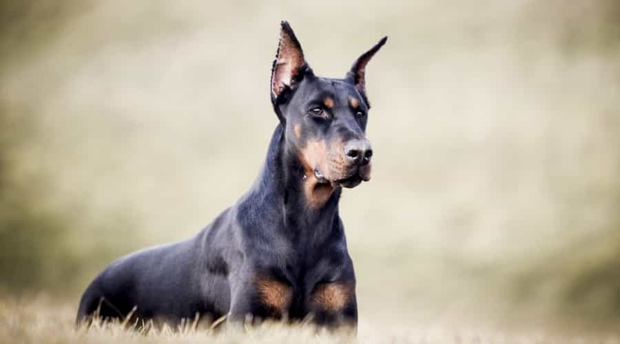 Scary Looking Doberman Pinscher
