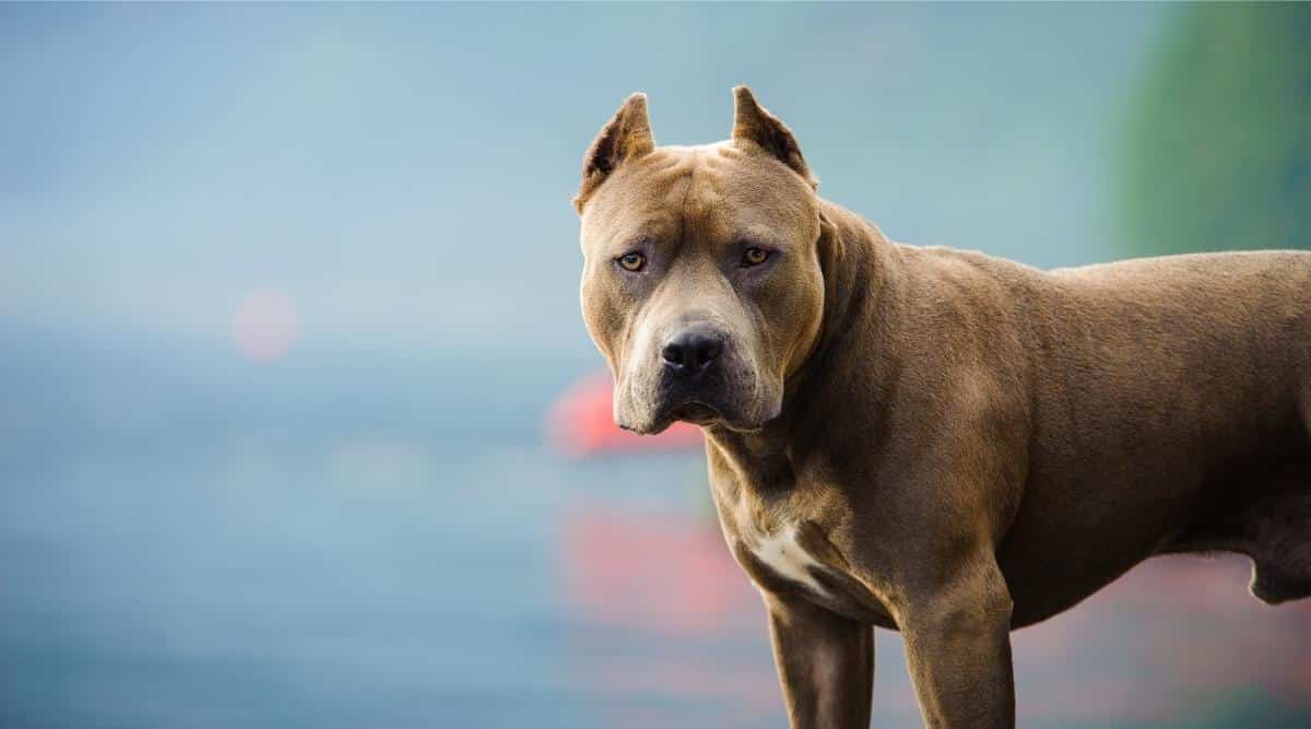 Scary-looking dog with cropped ears staring.