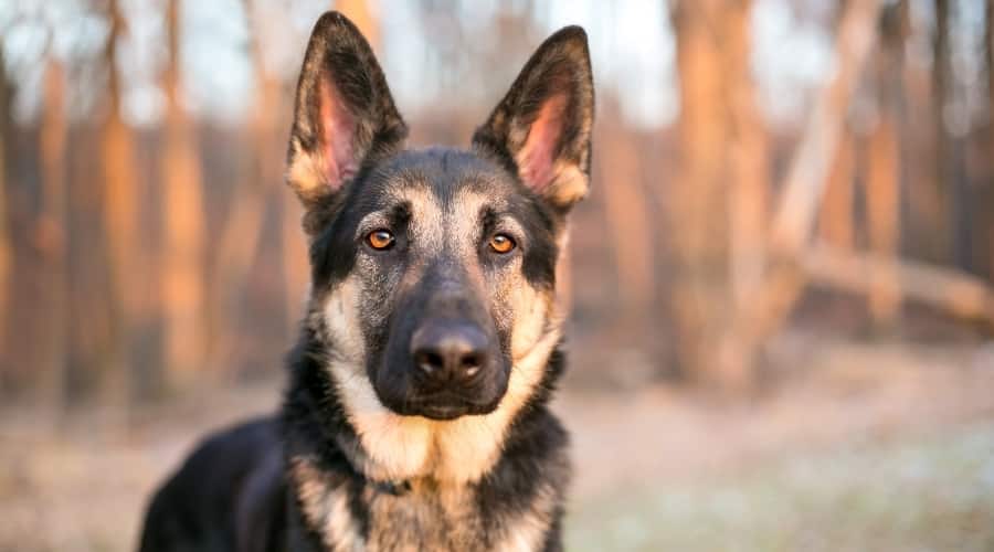 Scary Looking German Shepherd Dog