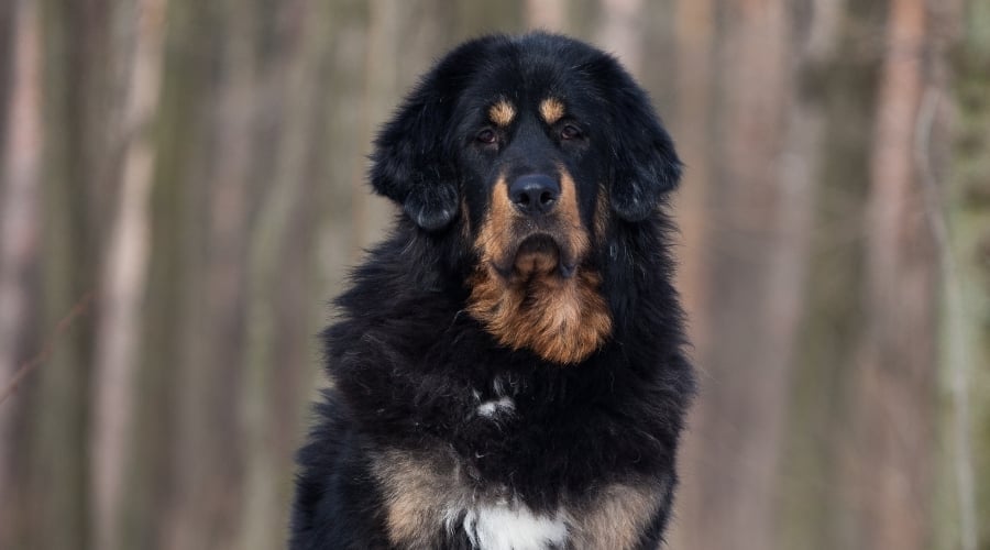 Scary Looking Tibetian Mastiff