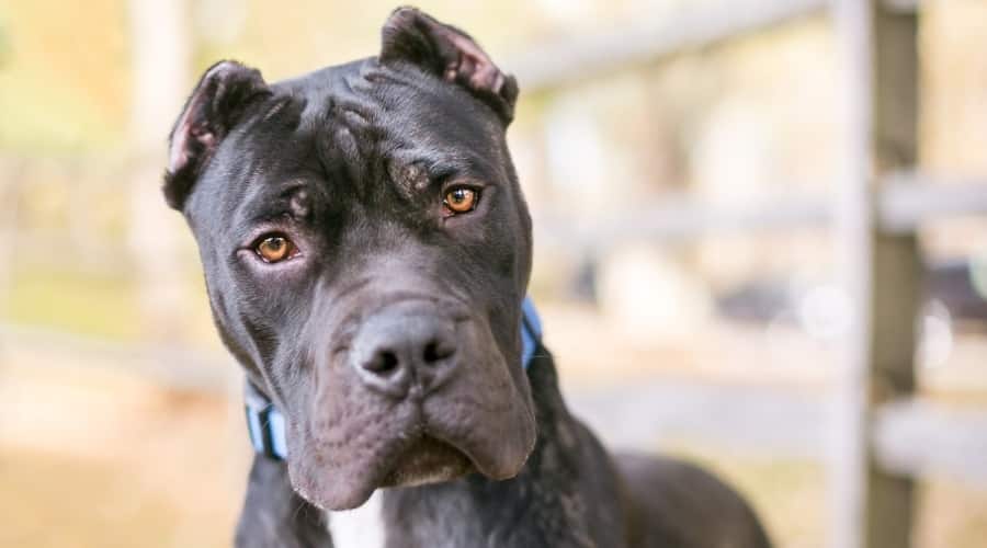 Scary Presa Canario Dog