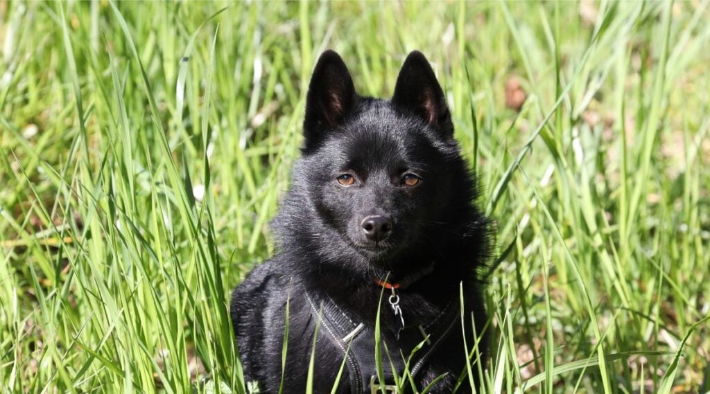 Schipperke sitting in the grass