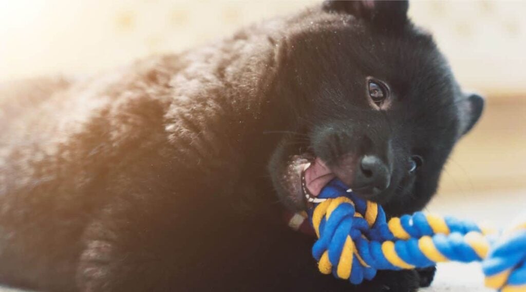 Schipperke puppy teething on a rope toy