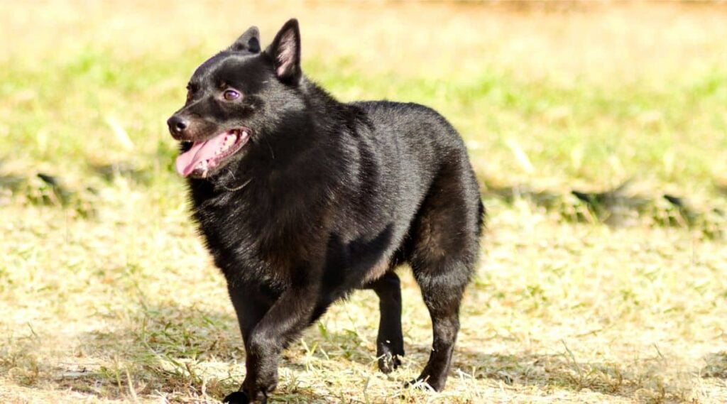 Overweight Schipperke running in grass