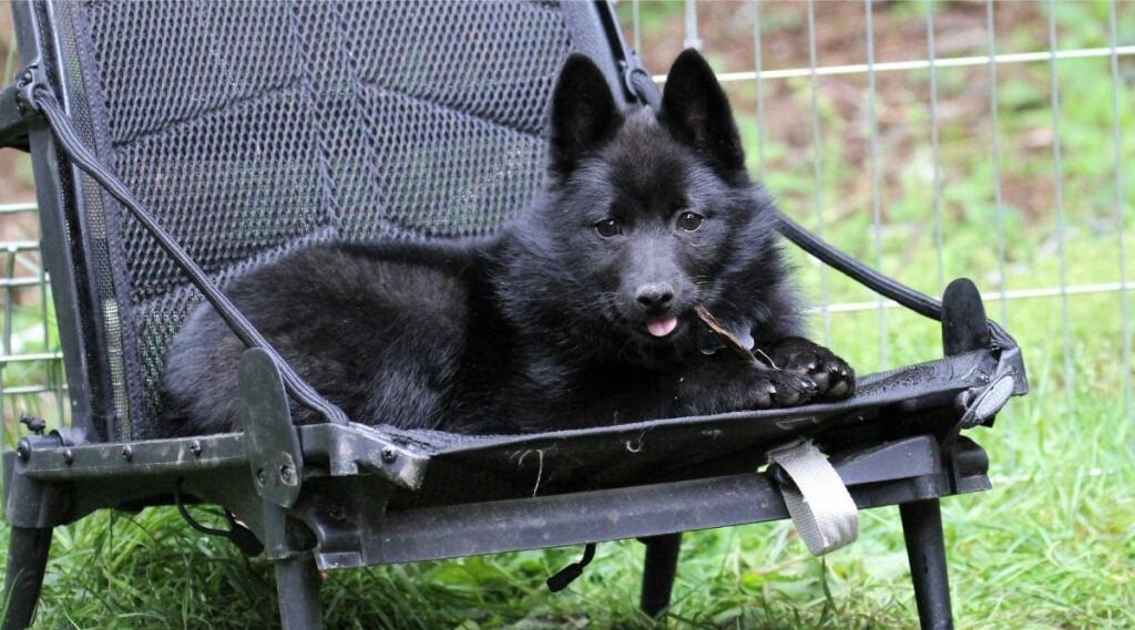 Schipperke sitting on a black chair outside