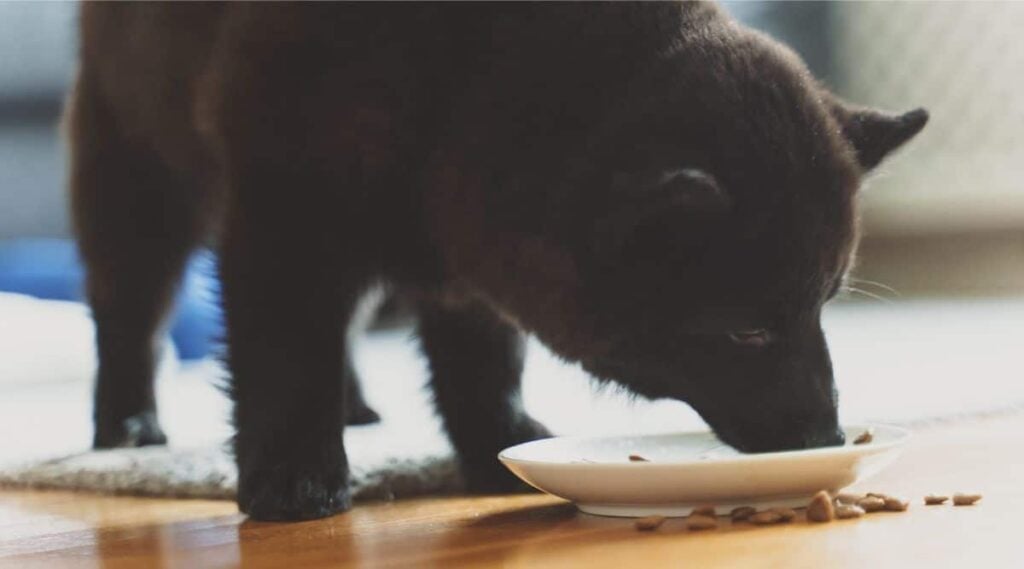 Schipperke eating off a plate