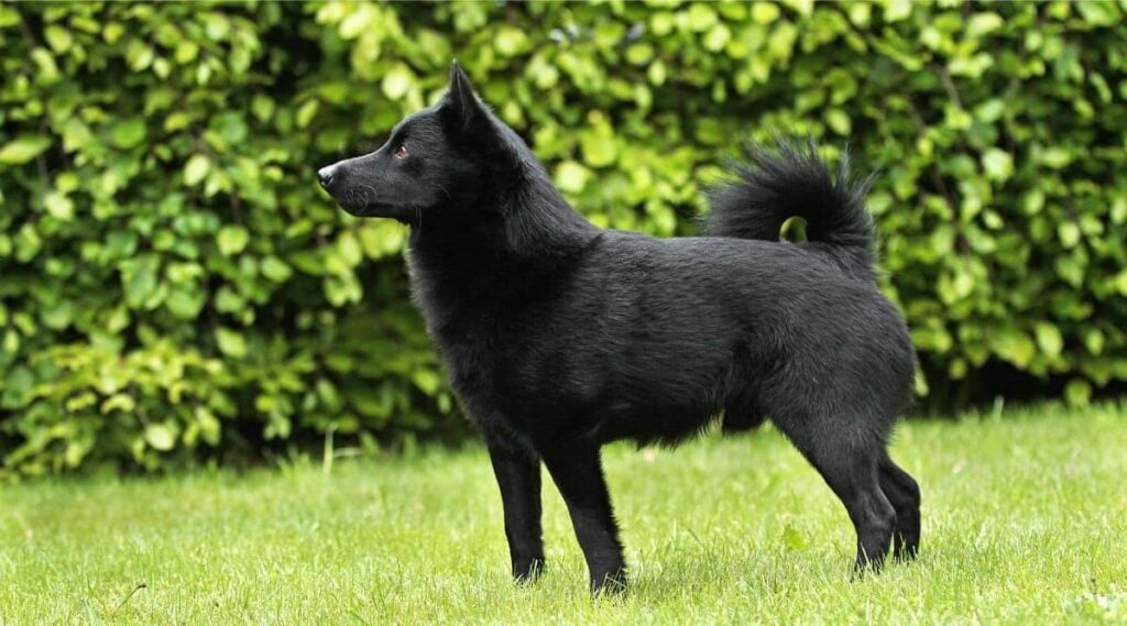 Schipperke standing in the grass