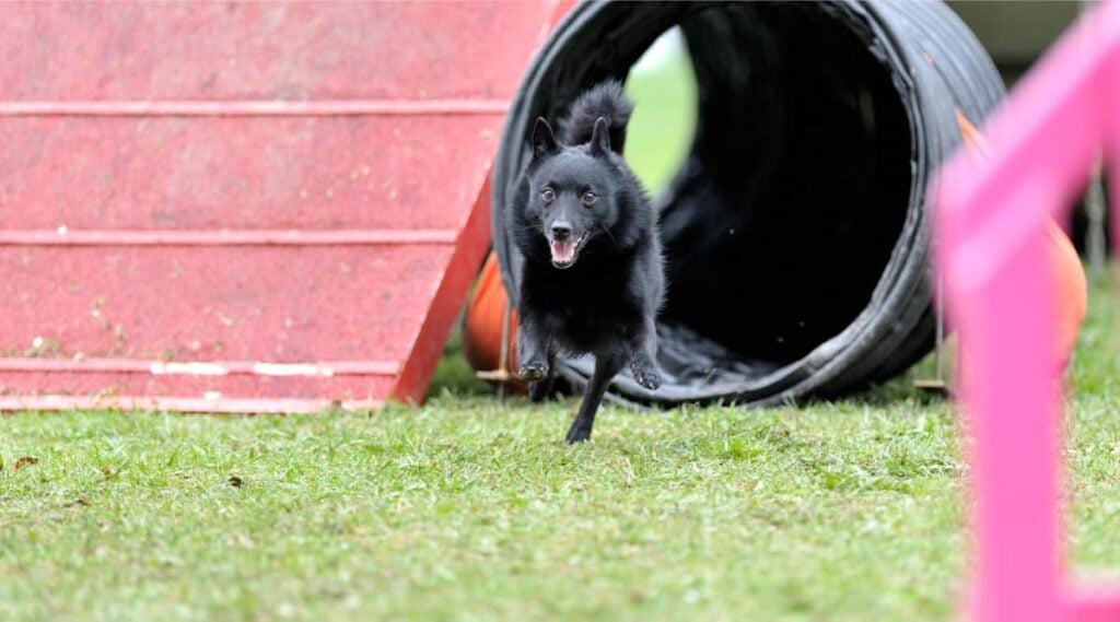 Schipperke training outside