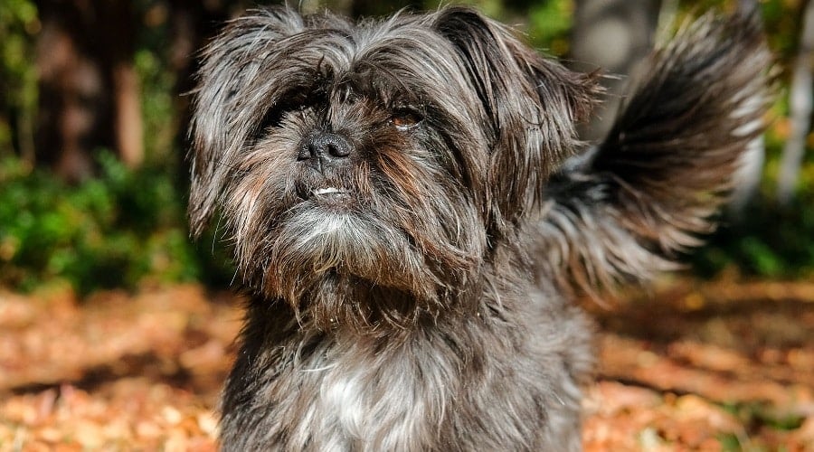 Schnau Tzu Mix