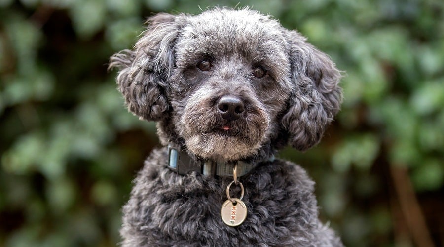 Schnoodle