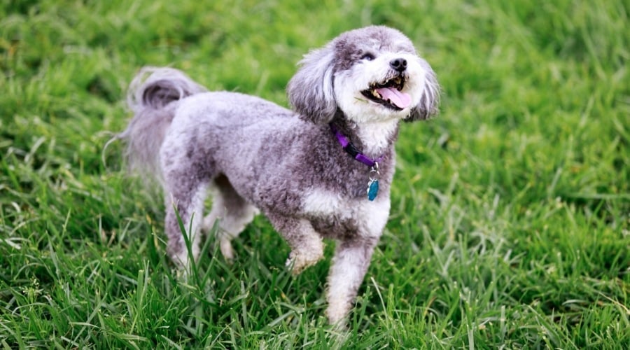 Schnoodle