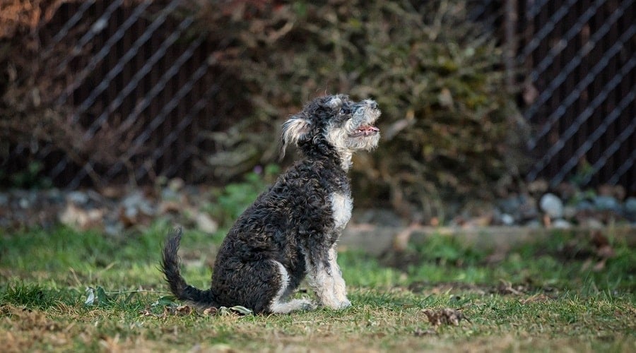 Schnoodle