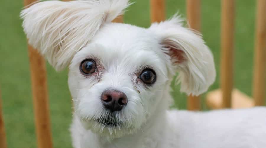 Schweenie