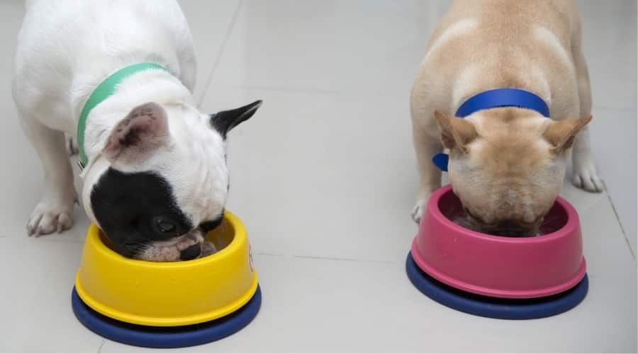 Two small french bulldogs eating food out of dog bowls next to each other