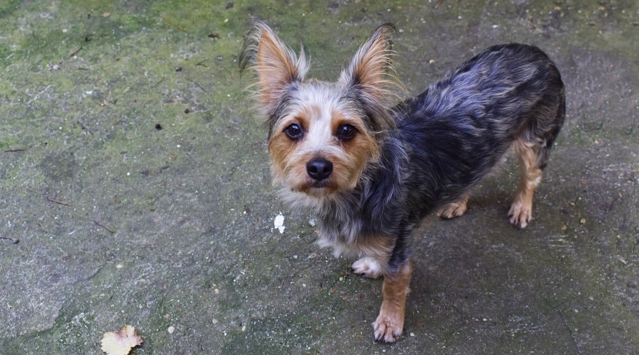 Scotch Terrier Chihuahua Mix