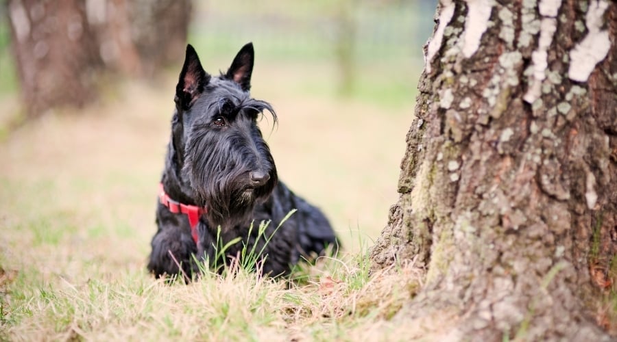 Scottie Near Tree