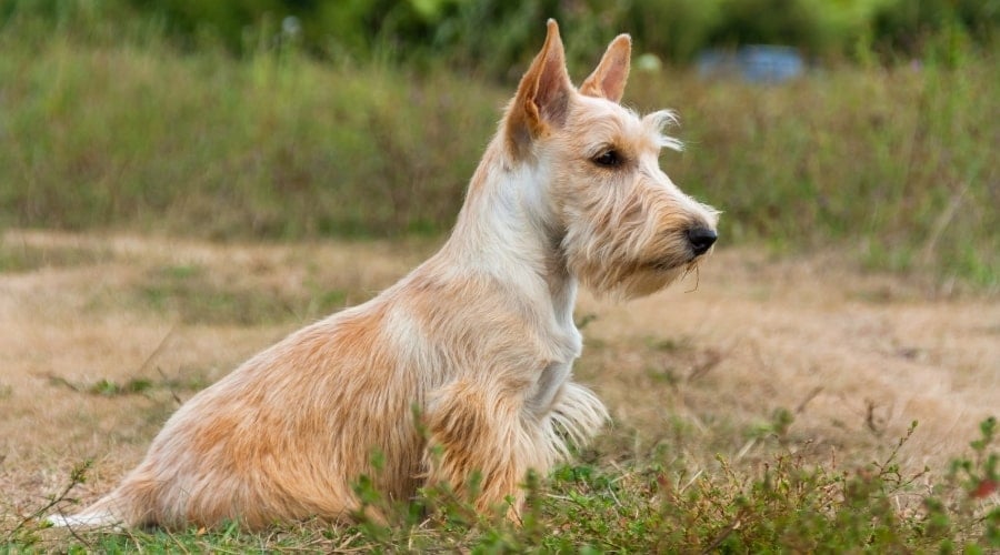 Scottie With Wheaten Coat