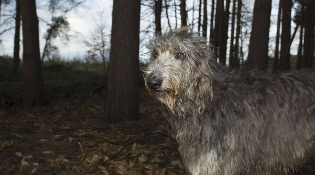 Deerhound in the forest