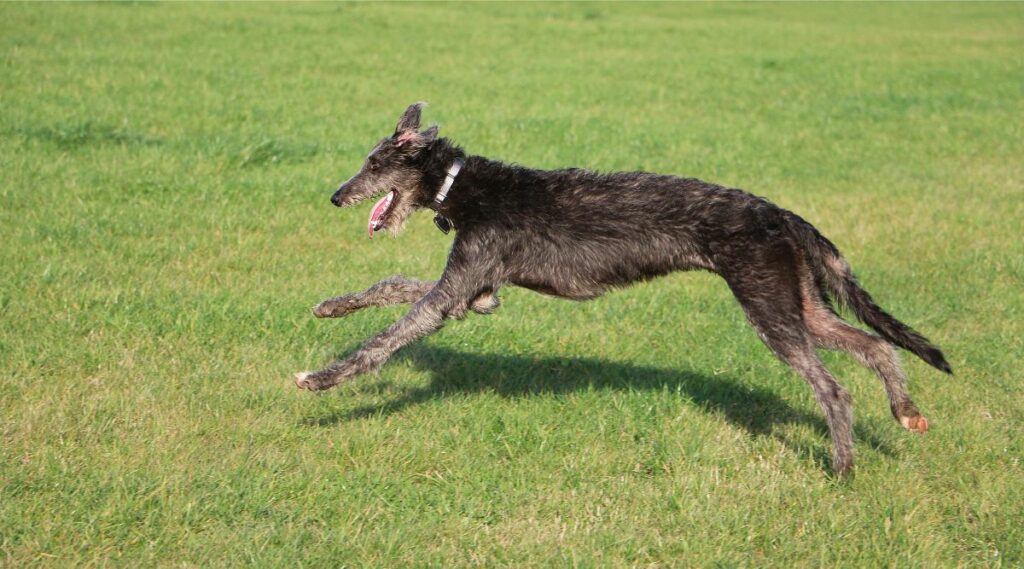 Scottish Deerhound running outside