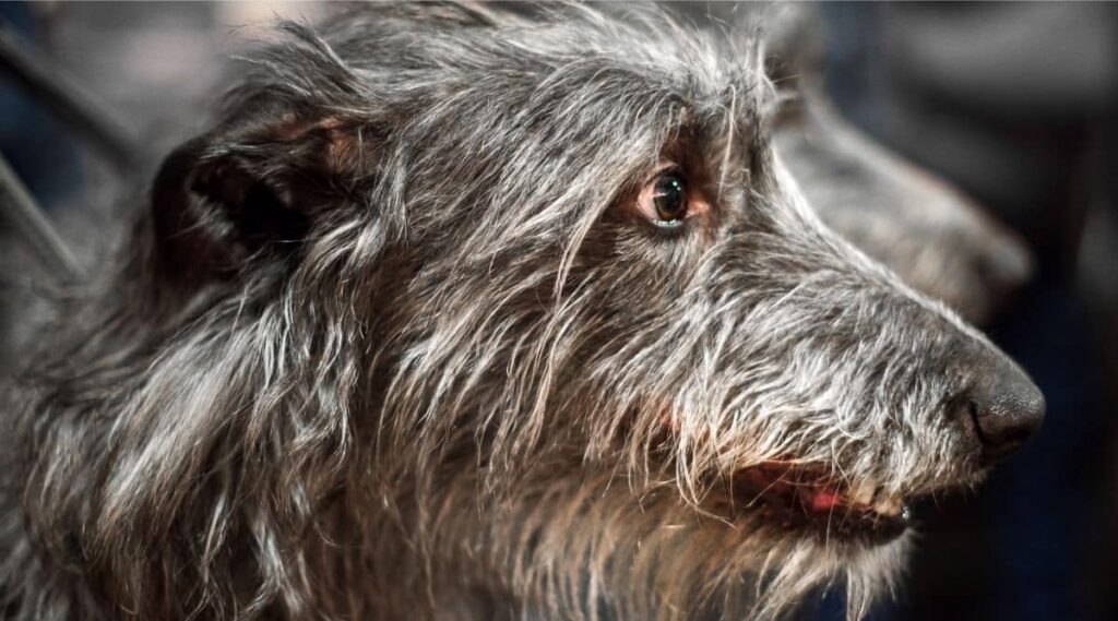 Scottish Deerhound face up close