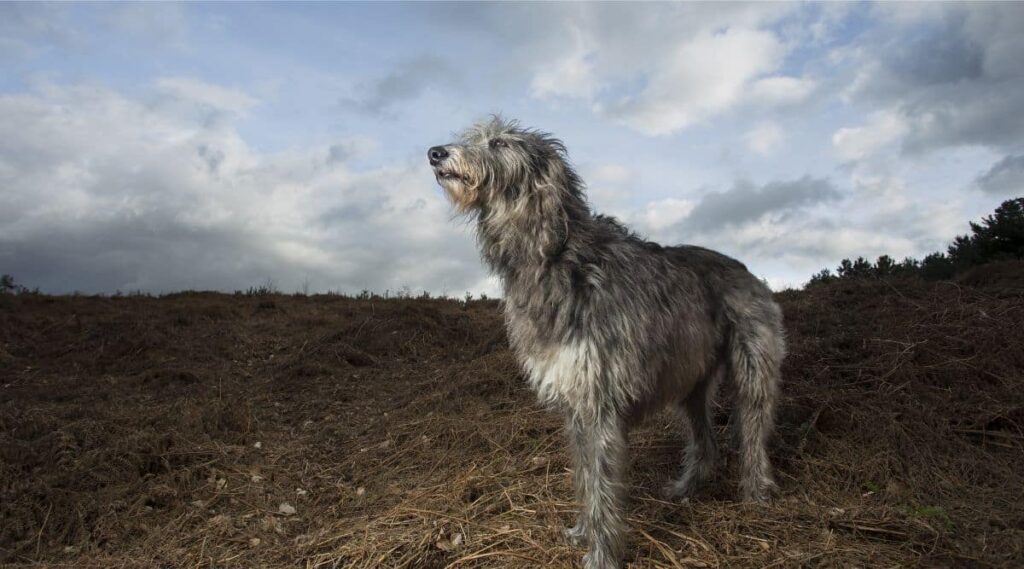 Scottish Deerhound in the wild