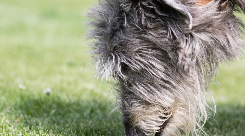 Scottish Deerhound snout trying to eat grass