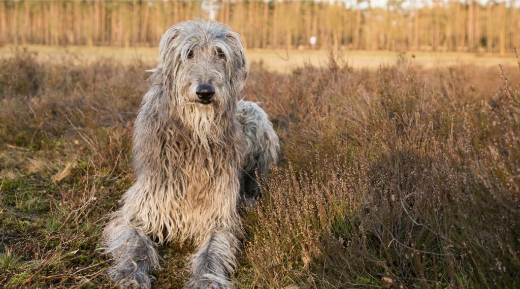 Scottish Deerhound laying down outside