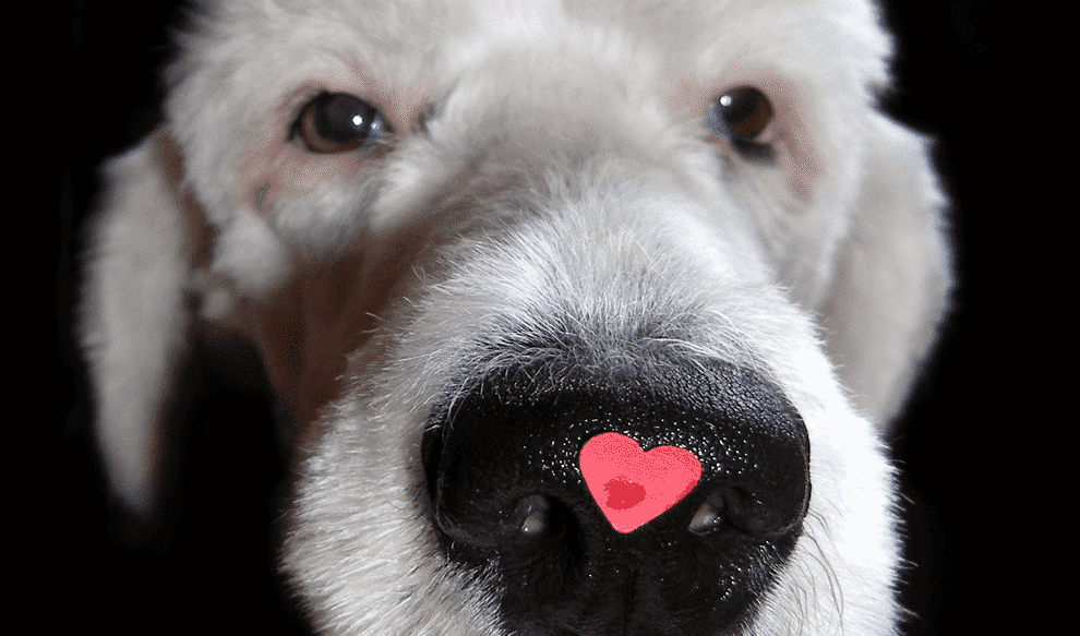 White dog with heart on nose.