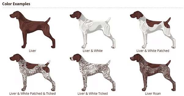 German Shorthaired Pointers coat types