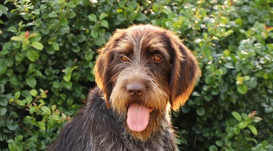 Scruffy Brown Dog Panting Outdoors