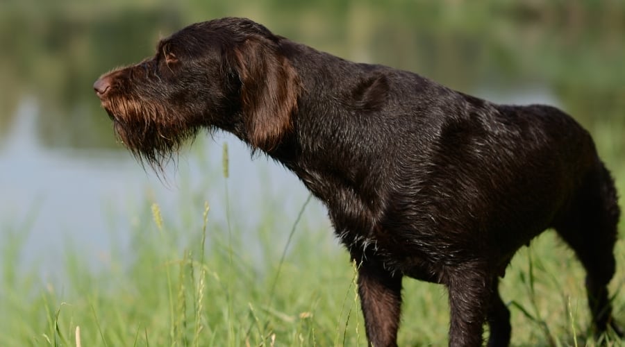 Scruffy Brown Dog Sniffing Outdoors