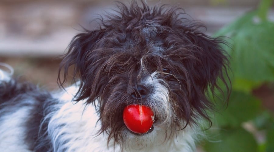 Scruffy Dog With Red Fruit