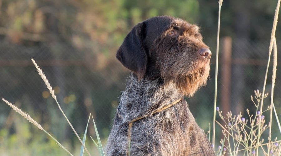 Scruffy Dog in a Field