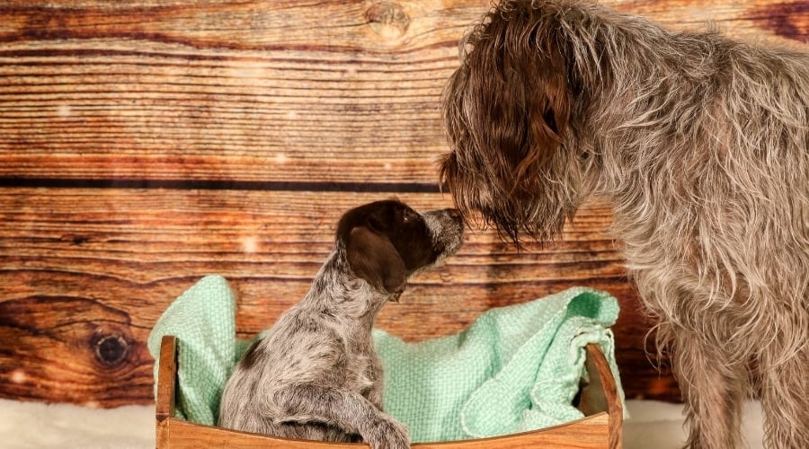 Scruffy Gray Mama Dog With Her Pup