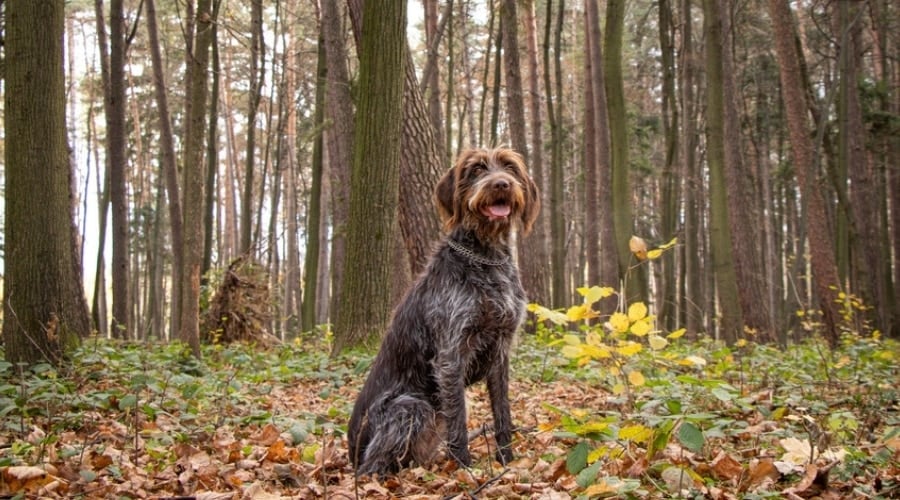 Scruffy Happy Dog Sitting in the Woods