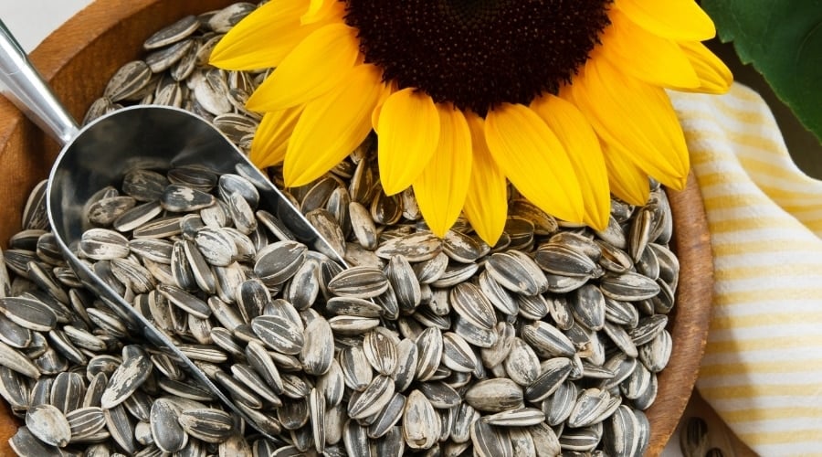 Seeds from yellow flower plant.