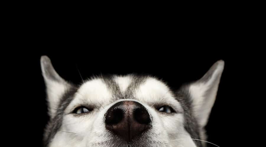 Selecting a Husky Crate