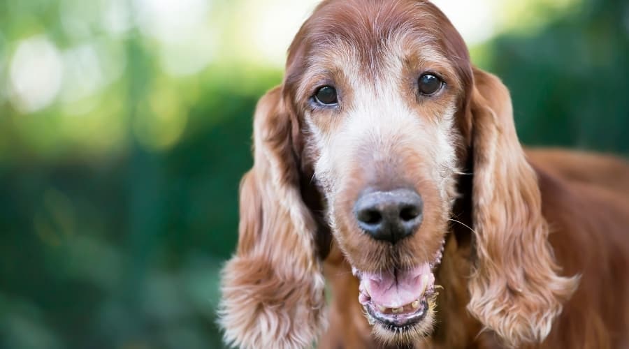 Senior Age Irish Setter Dog