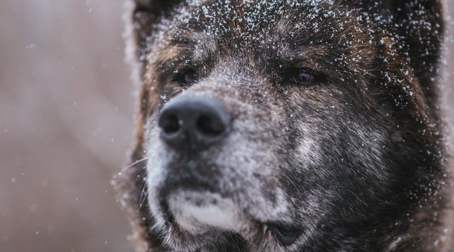 Senior Akita in Snow