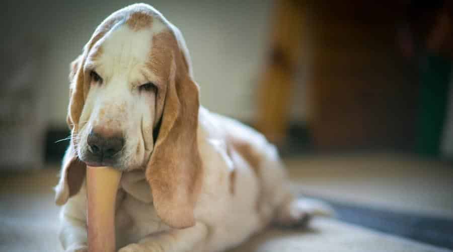 Senior Basset Hound eating a bone