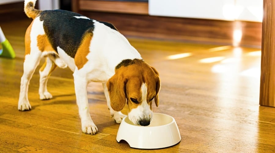 Senior Beagle Eating Food
