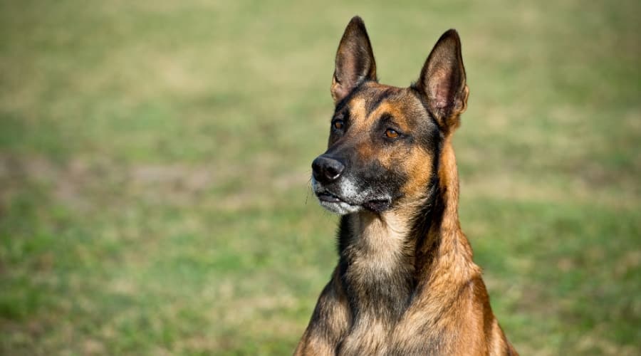 Senior Belgian Malinois