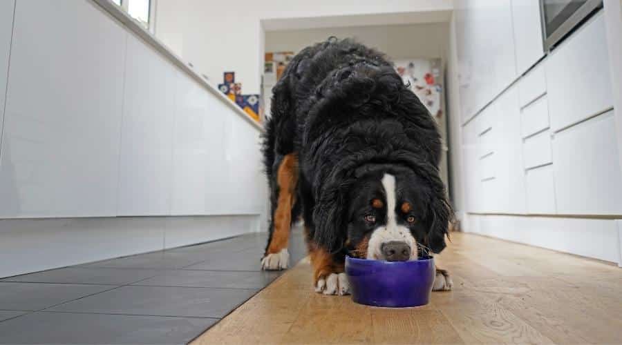 Large fluffy Bernese Mountain Dog with huge paws eating out of blue bowl In the kitchen, white background.