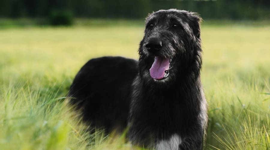 Senior Black Dog Lays in the Grass